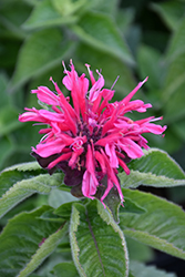 Bee-You Bee-Merry Beebalm (Monarda 'Bee-Merry') at Lakeshore Garden Centres