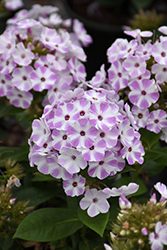 Flame Lilac Star Garden Phlox (Phlox paniculata 'Flame Lilac Star') at Lakeshore Garden Centres