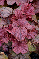 Peach Tea Foamy Bells (Heucherella 'TNHERPT') at Lakeshore Garden Centres