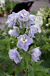 Aurora Lavender Larkspur (Delphinium 'Aurora Lavender') at Lakeshore Garden Centres