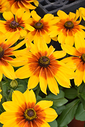 Sunbeckia Luna Coneflower (Rudbeckia hirta 'Luna') at Lakeshore Garden Centres
