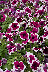 Dreams Burgundy Picotee Petunia (Petunia 'PAS329180') at Lakeshore Garden Centres
