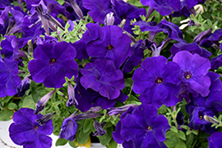 Hurrah Blue Petunia (Petunia 'Hurrah Blue') at Lakeshore Garden Centres