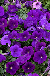 Starlet Blue Petunia (Petunia 'Balspunlu') at Lakeshore Garden Centres