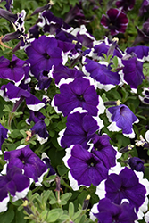 Dreams Blue Picotee Petunia (Petunia 'Dreams Blue Picotee') at Lakeshore Garden Centres