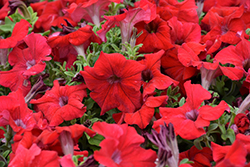 TriTunia Red Petunia (Petunia 'TriTunia Red') at Lakeshore Garden Centres