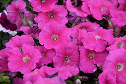 Hurrah Pink Petunia (Petunia 'Hurrah Pink') at Lakeshore Garden Centres