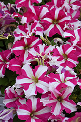 TriTunia Rose Star Petunia (Petunia 'TriTunia Rose Star') at Lakeshore Garden Centres