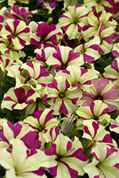 Sophistica Lime Bicolor Petunia (Petunia 'Sophistica Lime Bicolor') at Lakeshore Garden Centres