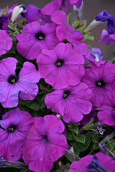 Hurrah Lavender Tie Dye Petunia (Petunia 'Hurrah Lavender Tie Dye') at Lakeshore Garden Centres