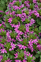 Surdiva Fashion Pink Fan Flower (Scaevola aemula 'Surdiva Fashion Pink') at Lakeshore Garden Centres