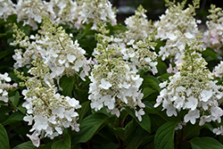 Candelabra Hydrangea (Hydrangea paniculata 'Hpopr013') at Peter Knippel Garden Centre