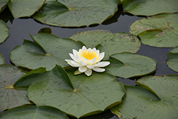 Fragrant Water Lily (Nymphaea odorata) at Lakeshore Garden Centres