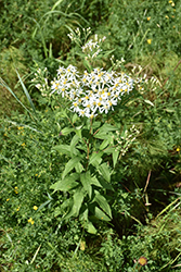 Large-leaved Aster (Eurybia macrophylla) at Lakeshore Garden Centres