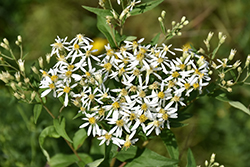 Large-leaved Aster (Eurybia macrophylla) at Lakeshore Garden Centres
