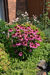 PowWow Wild Berry Coneflower (Echinacea purpurea 'PowWow Wild Berry') at Peter Knippel Garden Centre
