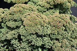 T Rex Stonecrop (Sedum 'T Rex') at Lakeshore Garden Centres