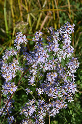 Smooth Aster (Symphyotrichum laeve) at Lakeshore Garden Centres