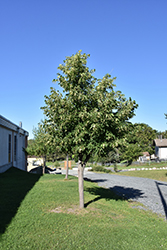 Lone Star Linden (Tilia cordata 'BySkinner') at Lakeshore Garden Centres