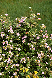 Pink Beauty Potentilla (Potentilla fruticosa 'Pink Beauty') at Peter Knippel Garden Centre