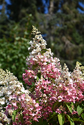 Candlelight Hydrangea (Hydrangea paniculata 'HPOPR013') at Lakeshore Garden Centres