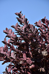 Sucker Punch Chokecherry (Prunus virginiana 'P002S') at Lakeshore Garden Centres