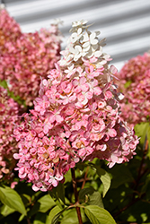 Ruby Snow Hydrangea (Hydrangea paniculata 'Bokorubs') at Lakeshore Garden Centres