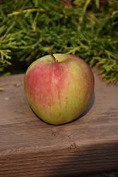 Prairie Magic Apple (Malus 'Prairie Magic') at Lakeshore Garden Centres