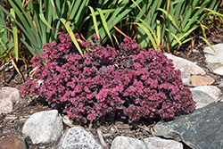 Dream Dazzler Stonecrop (Sedum 'Dream Dazzler') at Peter Knippel Garden Centre