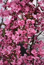 Show Time Flowering Crab (Malus 'Shotizam') at Lakeshore Garden Centres