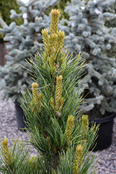 Prairie Statesman Swiss Stone Pine (Pinus cembra 'Herman') at Lakeshore Garden Centres