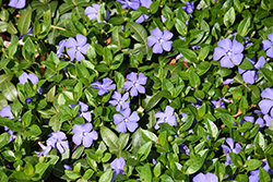 Dart's Blue Periwinkle (Vinca minor 'Dart's Blue') at Lakeshore Garden Centres