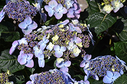 Pop Star Hydrangea (Hydrangea macrophylla 'BAILMACSIX') at Peter Knippel Garden Centre