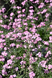 Rosylva Forget-Me-Not (Myosotis sylvatica 'Rosylva') at Peter Knippel Garden Centre