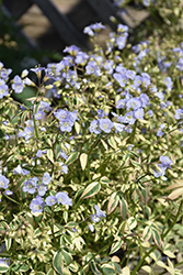 Stairway To Heaven Jacob's Ladder (Polemonium 'Stairway To Heaven') at Lakeshore Garden Centres