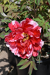 Shimanishiki Tree Peony (Paeonia suffruticosa 'Shimanishiki') at Green Thumb Garden Centre