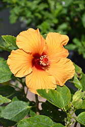Jazzy Jewel Gold Hibiscus (Hibiscus rosa-sinensis 'BH-03') at Lakeshore Garden Centres