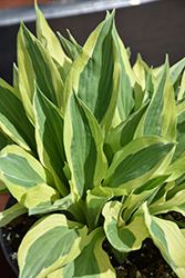 Yellow Polka Dot Bikini Hosta (Hosta 'Yellow Polka Dot Bikini') at A Very Successful Garden Center