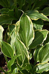 Tea At Betty's Hosta (Hosta 'Tea At Betty's') at Lakeshore Garden Centres