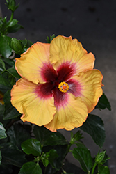 Hollywood Rico Suave Hibiscus (Hibiscus rosa-sinensis 'Rico Suave') at Lakeshore Garden Centres