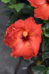 Hollywood Playboy Hibiscus (Hibiscus rosa-sinensis '14015') at Lakeshore Garden Centres