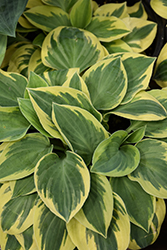 Bedazzled Hosta (Hosta 'Bedazzled') at Peter Knippel Garden Centre