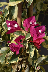 Raspberry Ice Bougainvillea (Bougainvillea 'Raspberry Ice') at Lakeshore Garden Centres