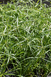 Baby Tut Umbrella Grass (Cyperus involucratus 'Baby Tut') at Lakeshore Garden Centres