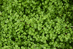 Corsican Mint (Mentha requienii) at Lakeshore Garden Centres