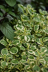 Variegated Oregano (Origanum vulgare 'Variegatum') at Lakeshore Garden Centres