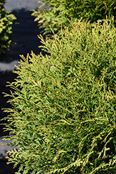 Planet Earth Arborvitae (Thuja occidentalis 'RUTTHU4') at Lakeshore Garden Centres