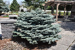 Globe Blue Spruce (Picea pungens 'Globosa') at Peter Knippel Garden Centre