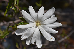Star Magnolia (Magnolia stellata) at Lakeshore Garden Centres