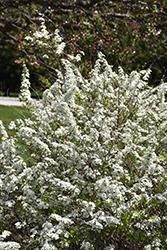 Garland Spirea (Spiraea x arguta) at Lakeshore Garden Centres